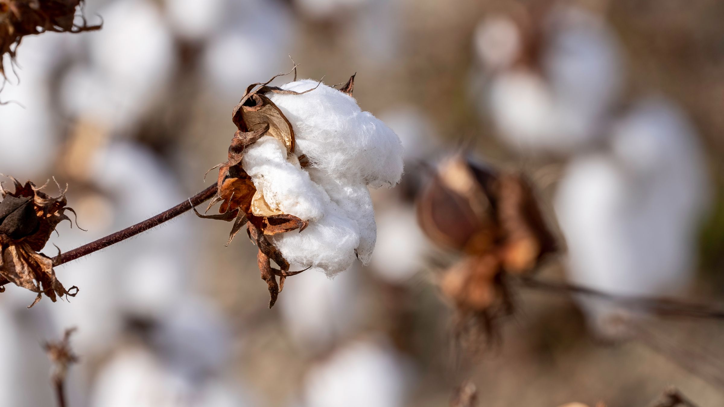 A white cotton boll opening from its dry husk