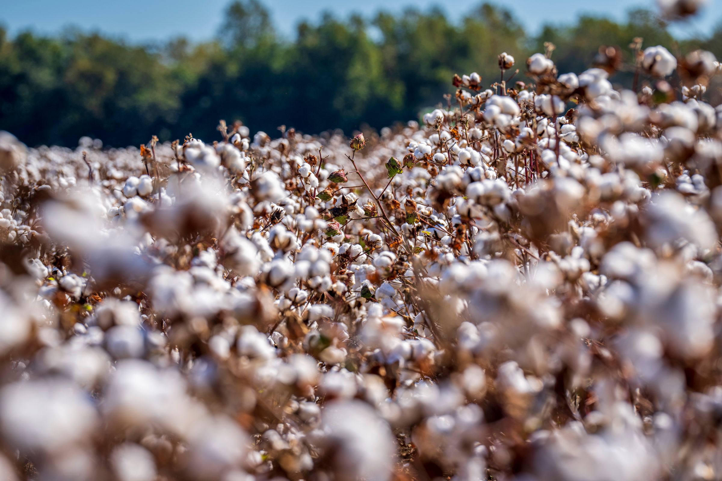 Cotton plants with open white bolls in a field