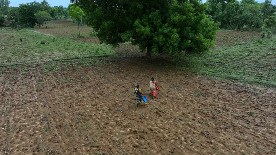 Farmers walking through a field beneath a large tree in Odisha
